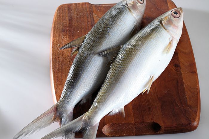 Ikan