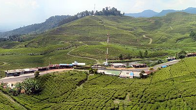 5 Alasan Puncak Destinasi Ideal untuk Liburan Singkat Warga Jakarta