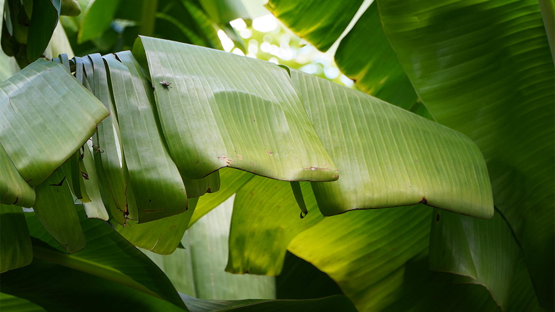 Harga Pembungkus Plastik Naik, Daun Pisang Jadi Solusi