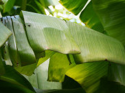 Harga Pembungkus Plastik Naik, Daun Pisang Jadi Solusi