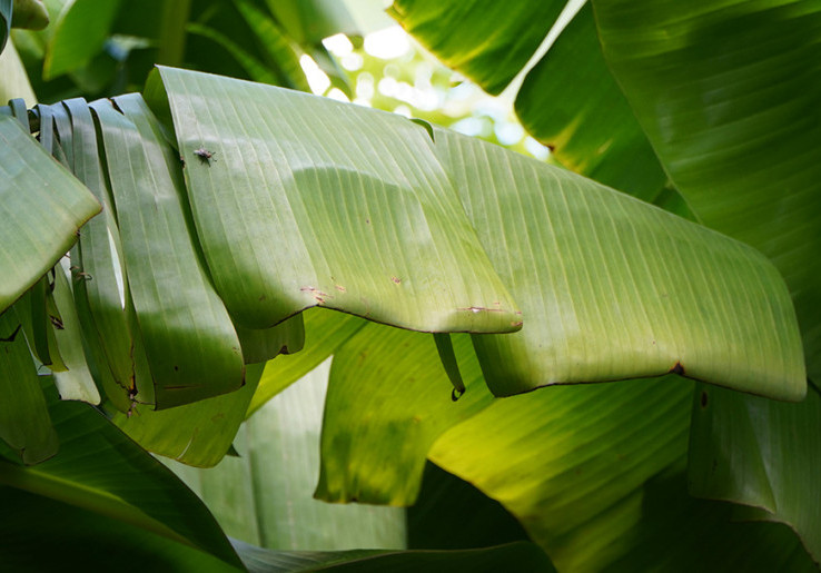 Harga Pembungkus Plastik Naik, Daun Pisang Jadi Solusi