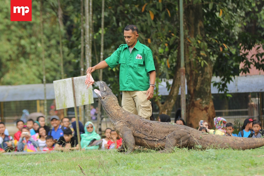 Liburan Akhir Tahun di Kebun Binatang Ragunan 