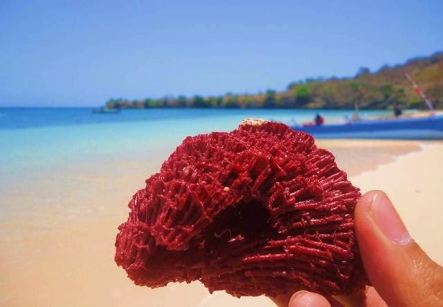 pantai pink