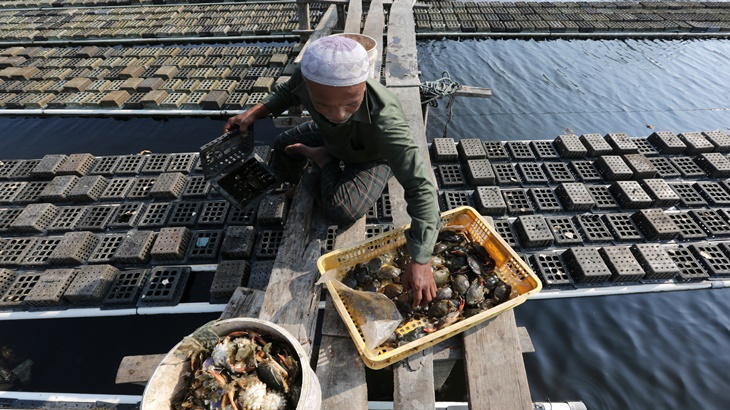 Budi daya kepiting