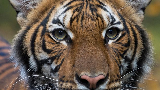 Nadia, Harimau Pertama di Dunia yang Positif Corona