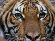 Nadia, Harimau Pertama di Dunia yang Positif Corona