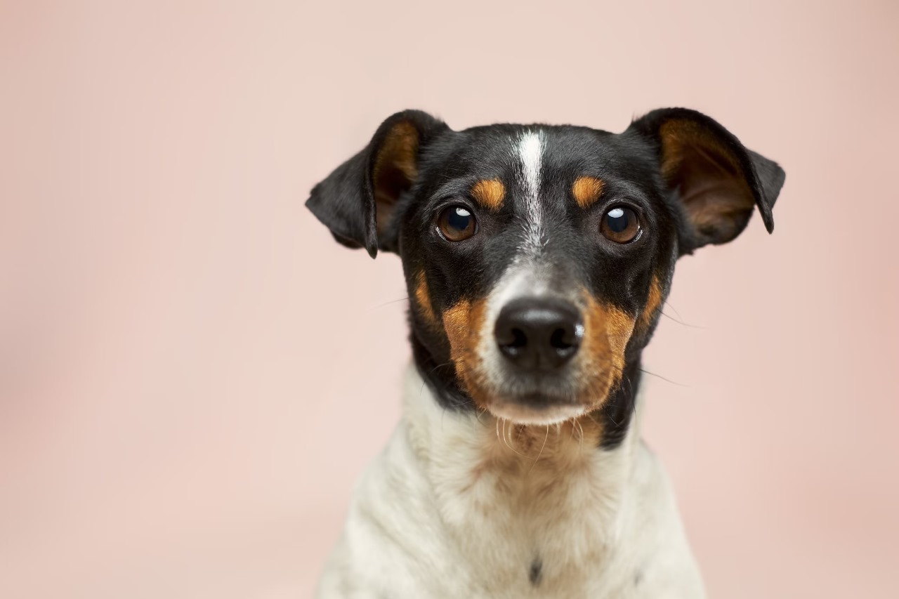 Royal Canin dan Zoetis Indonesia Donasikan 30 Ribu Vaksin Rabies