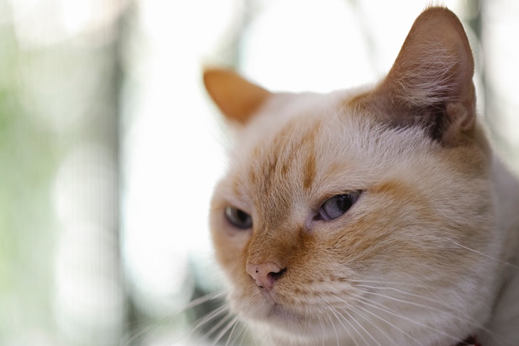 kucing