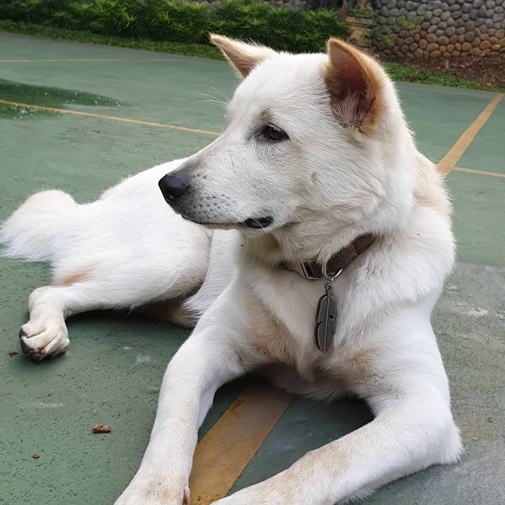 anjing kintamani