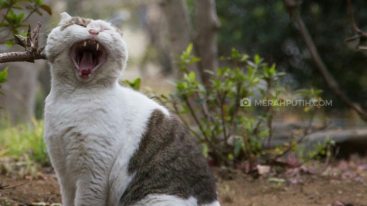 Kucing Lokal Bisa Jadi Indikator Watak Penduduk Lokal. Serius?