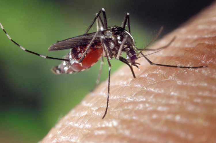 Kenali Bahaya dan Cara Mencegah Penyakit Chikungunya Akibat Gigitan Nyamuk