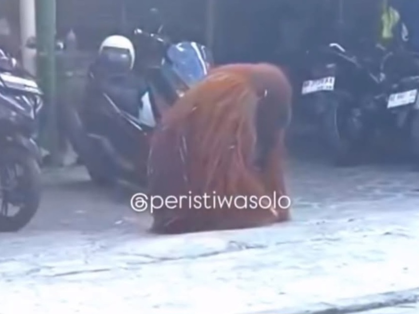 Orang Utan Solo Safari Lepas ke Permukiman Warga, Sempat Masuk Warung dan Jatuhkan Motor