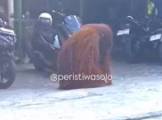 Orang Utan Solo Safari Lepas ke Permukiman Warga, Sempat Masuk Warung dan Jatuhkan Motor