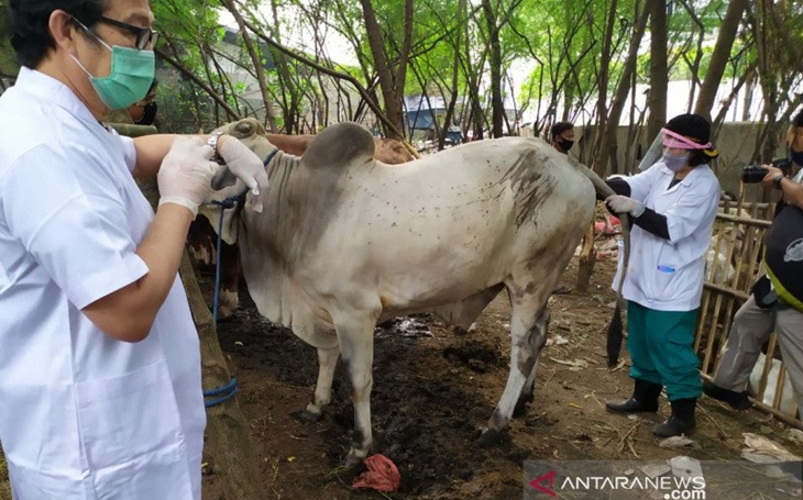Pemprov DKI Minta Warga Potong Hewan Kurban di RPH
