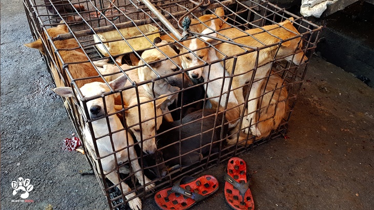 Dog Meat Free Indonesia Kampanyekan Stop Perdagangan dan Konsumsi Daging Anjing