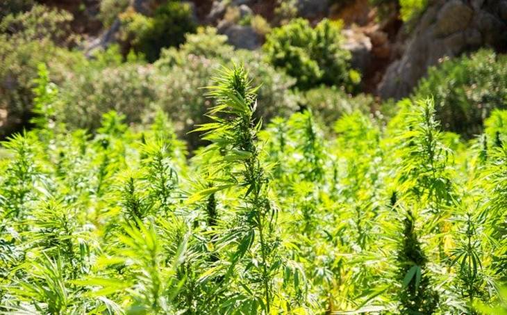Buat Obat Stres, Pria Malang Nekat Tanam 17 Pohon Ganja di Rumah Ibunya