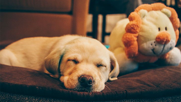 Anjing Senior yang Kurang Tidur Bisa Kena Demensia