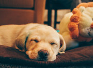 Anjing Senior yang Kurang Tidur Bisa Kena Demensia