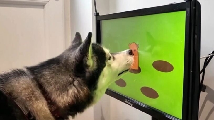 Joipaw, Video Game Khusus Anjing 