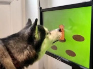 Joipaw, Video Game Khusus Anjing 