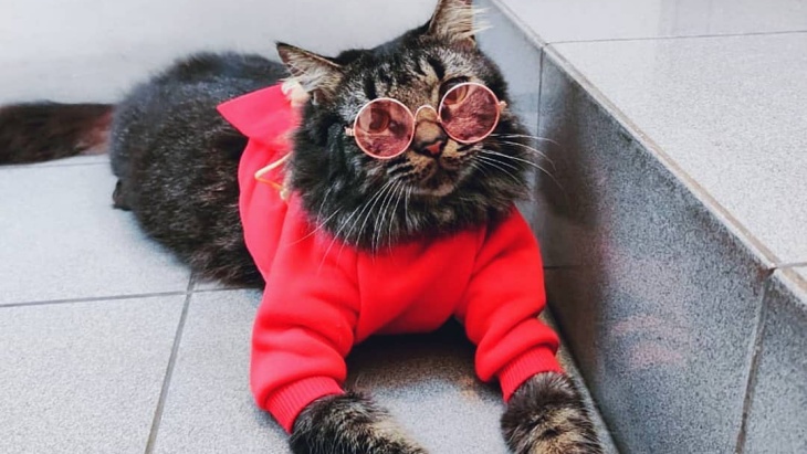 Hari Kucing Internasional: 3 Keuntungan Memelihara Kucing yang Telah Terbukti Secara Ilmiah