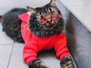 Hari Kucing Internasional: 3 Keuntungan Memelihara Kucing yang Telah Terbukti Secara Ilmiah