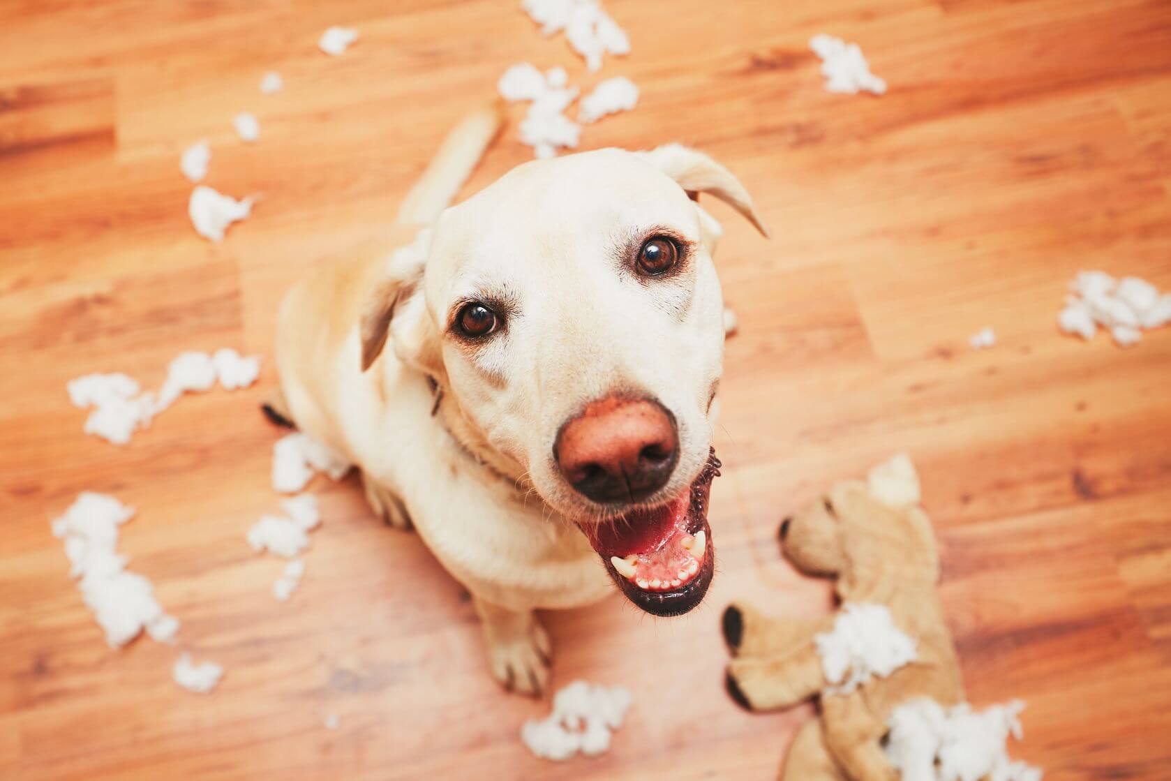 Anjing sering memberikan mainan rusak kepada orang yang dicintainya. (Foto Dog Boarding SYdney)