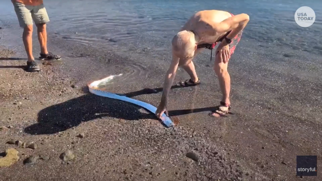 Ikan Laut Dalam Oarfish Muncul di Permukaan Pantai Meksiko, Warga Khawatir Ada Bencana karena Sering Disebut sebagai 'Ikan Kiamat'