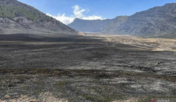 Butuh 5 Tahun untuk Pulihkan Ekosistem Gunung Bromo akibat Kebakaran