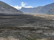 Butuh 5 Tahun untuk Pulihkan Ekosistem Gunung Bromo akibat Kebakaran