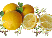 Suka Konsumsi Lemon? Berikut Manfaat dan Resepnya untuk Diet
