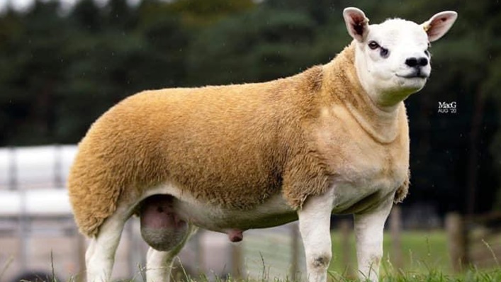 Double Diamond, Domba Termahal di Dunia