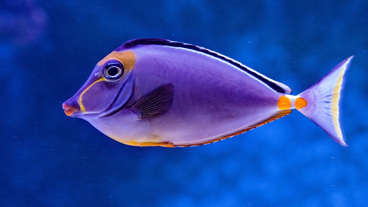 NUSATIC 2023, Surganya Pencinta Ikan Hias Siap Digelar