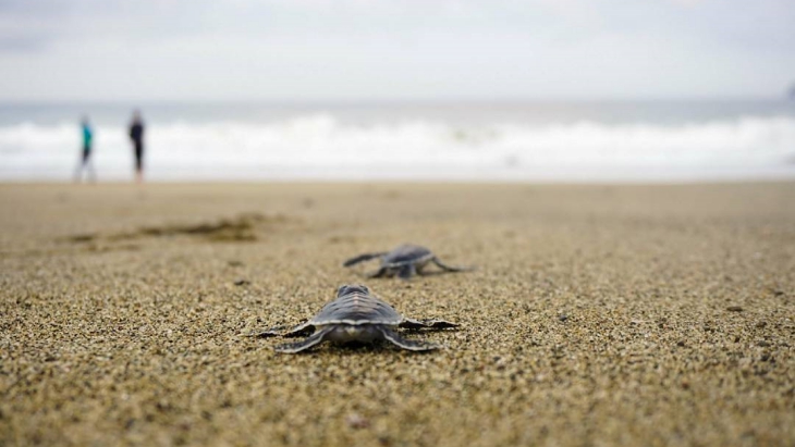 Pantai Sukamade, Surga Bagi Para Penyu