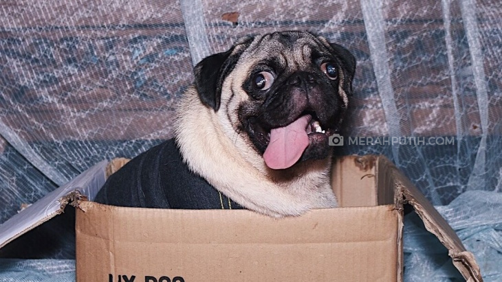 Jangan mengelus kepala anjing. (Foto MP/Shenna)