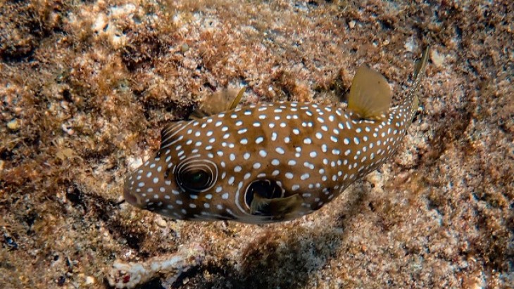 Salah Mengolah Ikan Buntal, Dua Lansia di Malaysia Keracunan