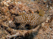Salah Mengolah Ikan Buntal, Dua Lansia di Malaysia Keracunan