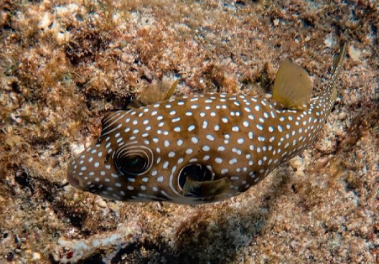 Salah Mengolah Ikan Buntal, Dua Lansia di Malaysia Keracunan