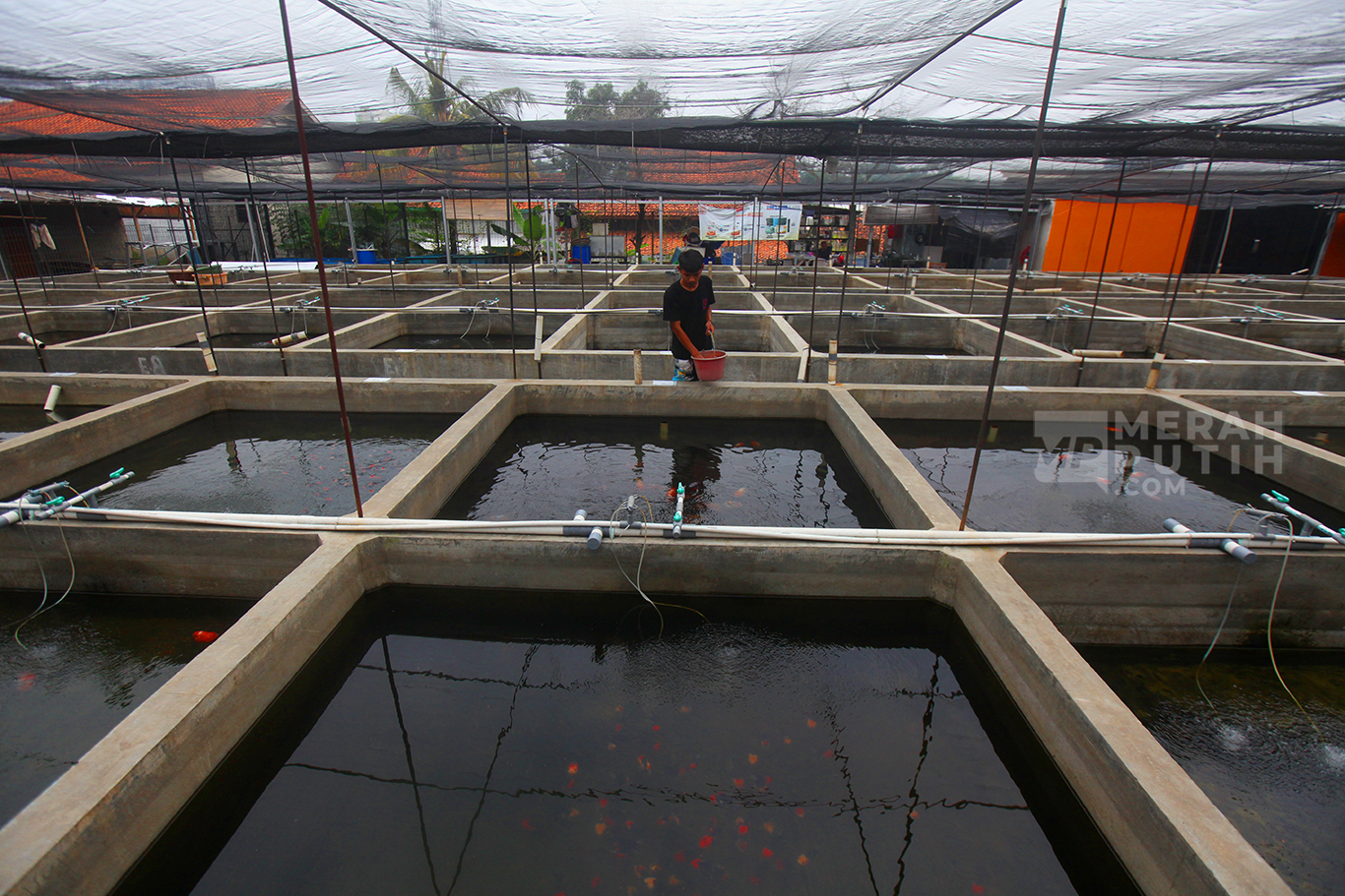 Menilik Kolam Budidaya Ikan Maskoki Quality Goldfish Farm Lahirkan Ikan Hias Cantik Mendunia