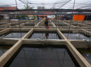 Menilik Kolam Budidaya Ikan Maskoki Quality Goldfish Farm Lahirkan Ikan Hias Cantik Mendunia