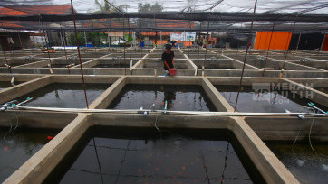 Menilik Kolam Budidaya Ikan Maskoki Quality Goldfish Farm Lahirkan Ikan Hias Cantik Mendunia  
