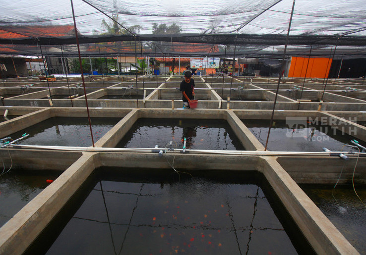 Menilik Kolam Budidaya Ikan Maskoki Quality Goldfish Farm Lahirkan Ikan Hias Cantik Mendunia  
