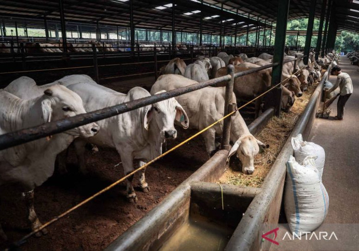 Demi Protein Warga Jakarta, Ribuan Sapi Impor Australia Digemukkan Dulu 2 Bulan