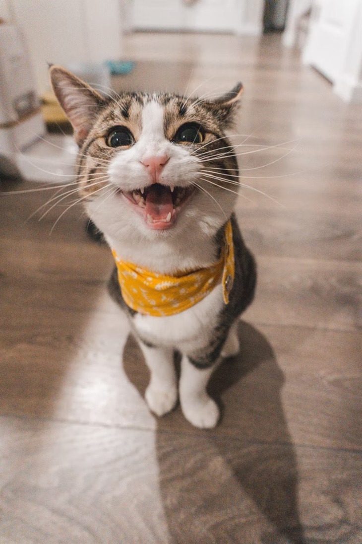 Cat Lovers, Yuk Ketahui Berbagai Jenis Muntah Kucing