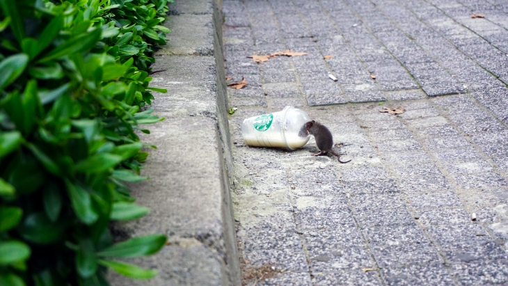 Bahan-bahan Alami yang Ampuh Buat Usir Tikus dari Rumah