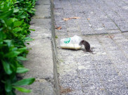 Bahan-bahan Alami yang Ampuh Buat Usir Tikus dari Rumah