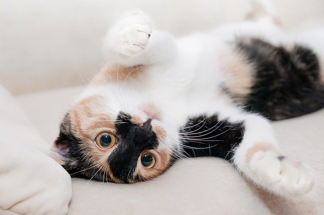 Sering sakit dan demam. (Foto: Pixabay/pikabum)