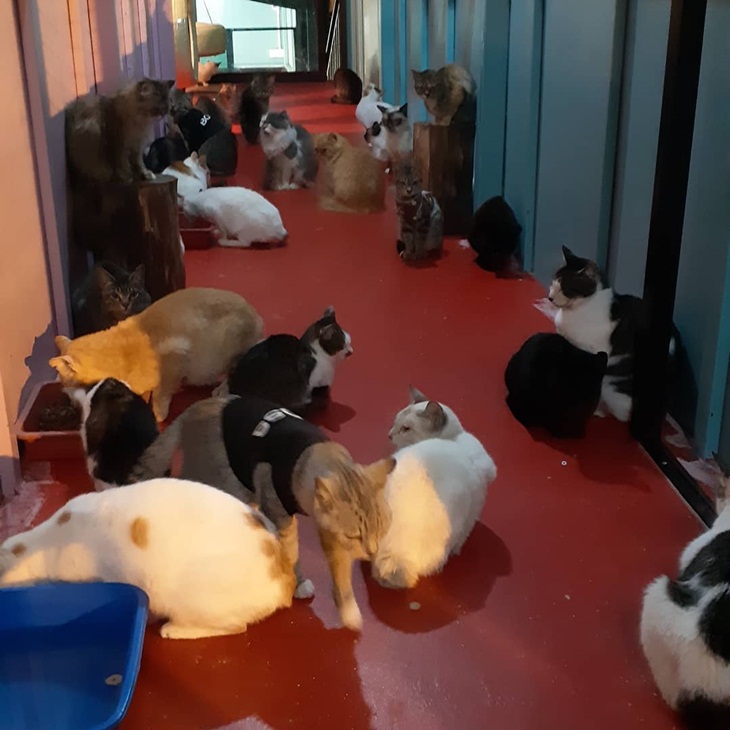 Cats Village. (Foto: instagram.com/mesilou_cats_village)