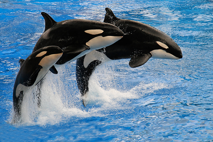 Kiska