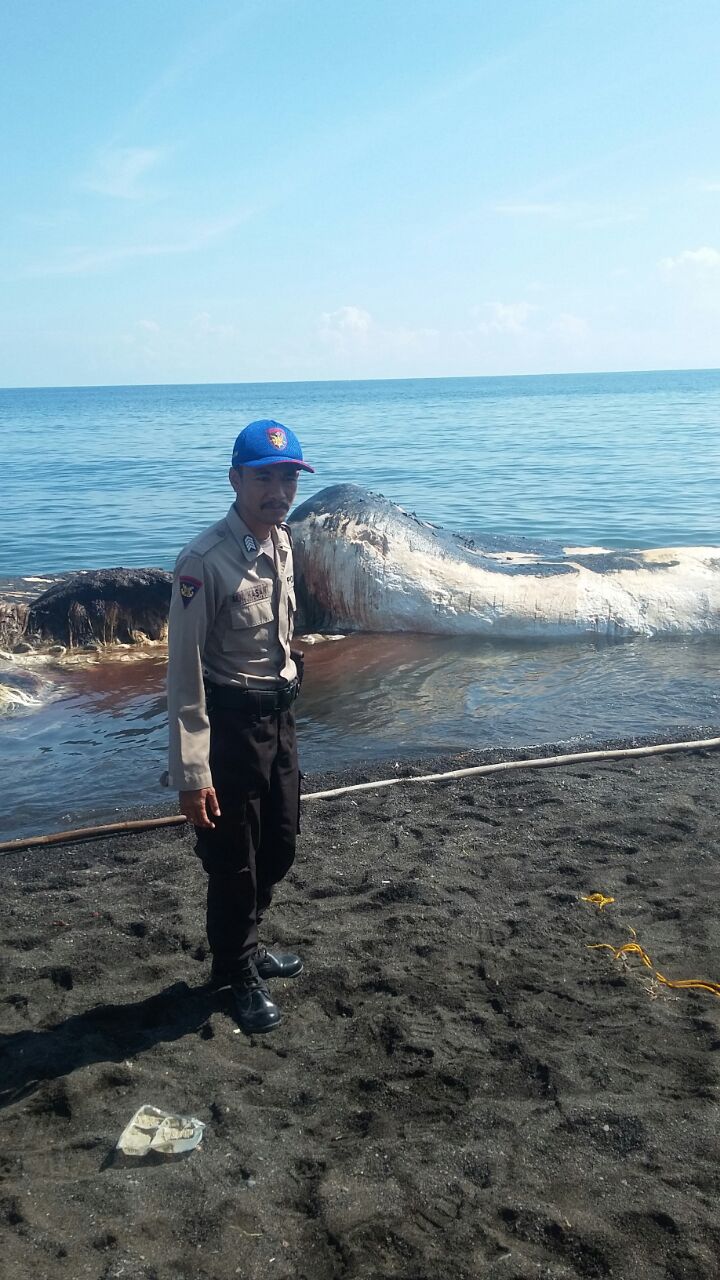 Kondisi ikan Paus yang mati terdampar di pantai Buleleng Bali. Senin (19/3).(FOTO IST)